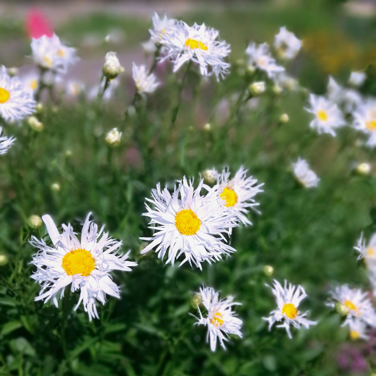 Leucanthemum x superbum old court - Sommermargeriten ‘Old Court’ (x3) - Leucanthemum - Margerite