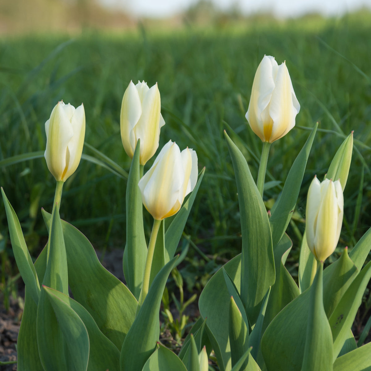 Fosteriana-Tulpen Purissima - Tulpen-Zwiebeln - Bakker