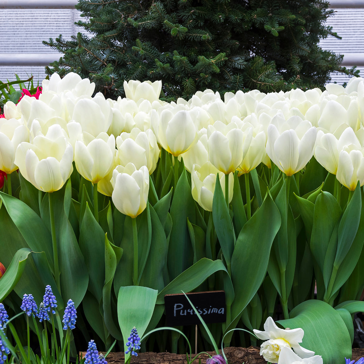Verkauf Fosteriana-Tulpen Purissima