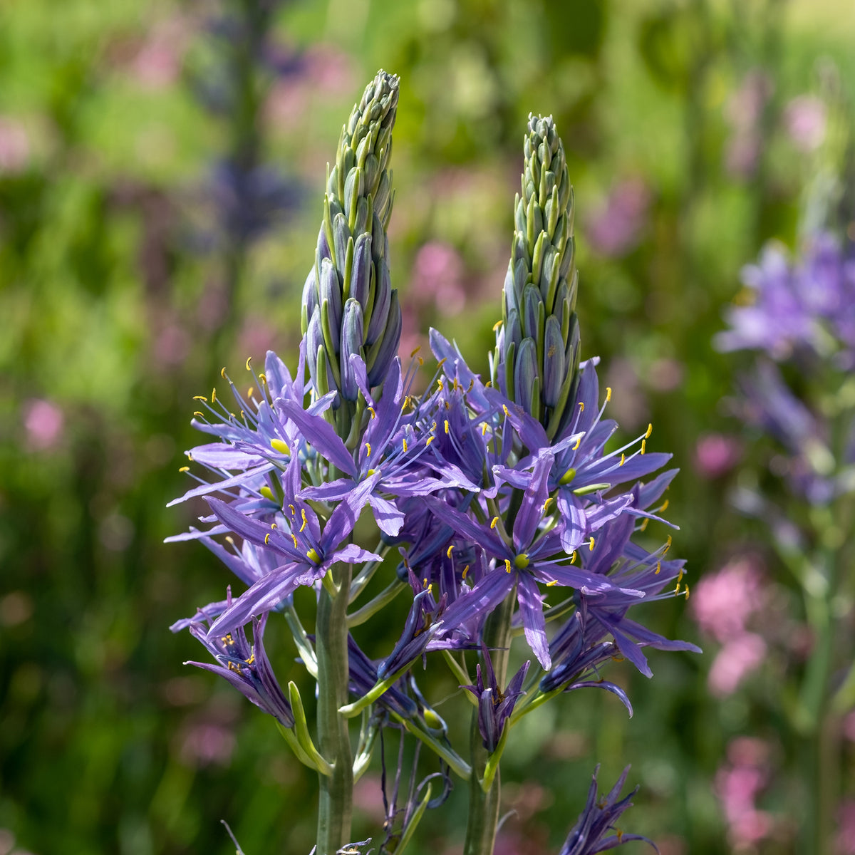 Camassia leichtlinii suksdorfii blau (x3) - Camassia leichtlinii suksdorfii - Bakker