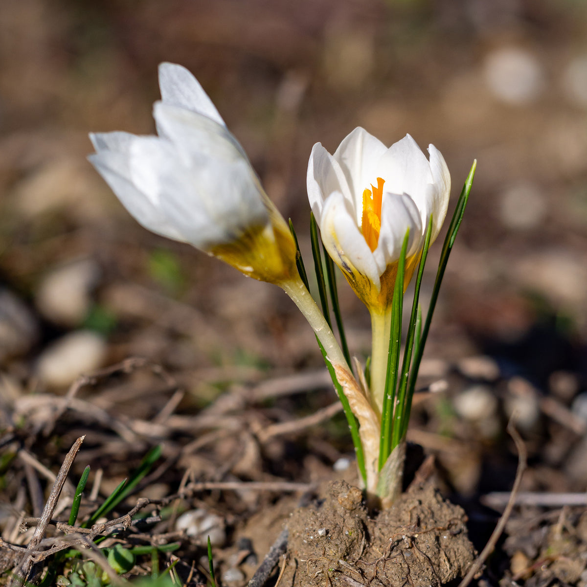 Krokus-Zwiebeln - Krokusse Ard Schenk - Crocus Ard Schenk
