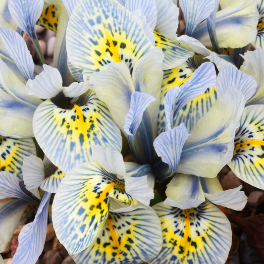 Netziris ‘Katherine Hodgkin’ (x10) - Bakker