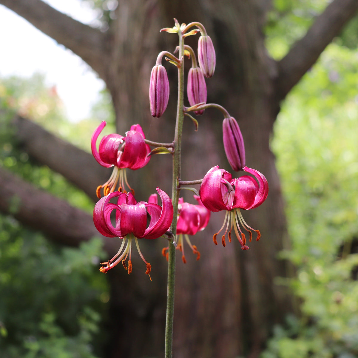Türkenbundlilie Claude Shride - Lilium Claude Shride - Bakker