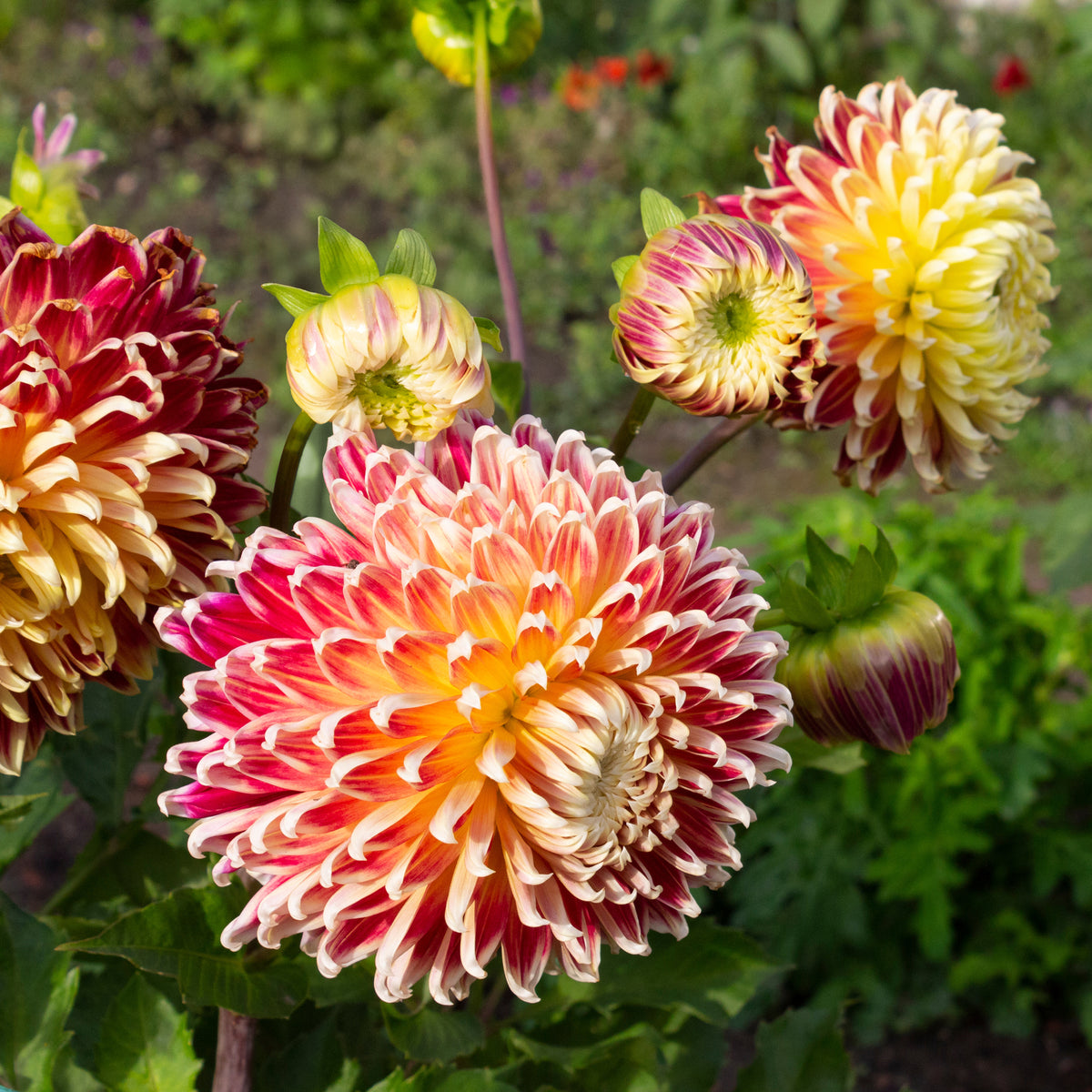 Dahlia 'Akita' - Dahlia akita - Bakker