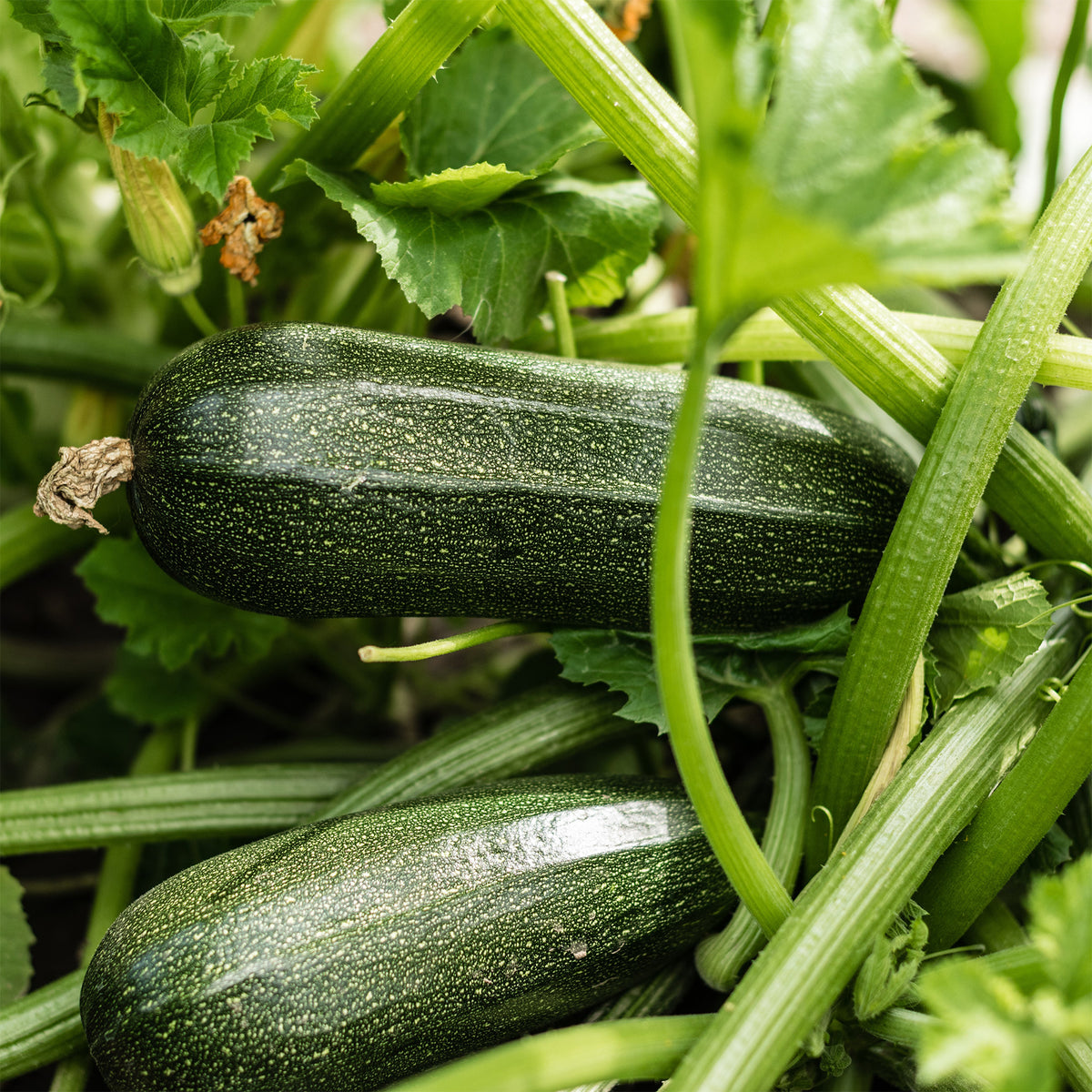 Zucchini Storr's Green F1 - Bakker