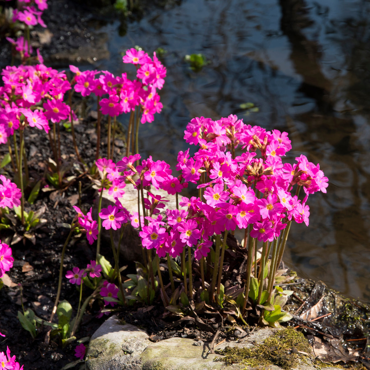 Himalajaprimel - Primula rosea grandiflora - Bakker