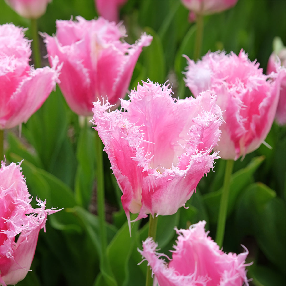 Gefranste Tulpe Huis ten Bosch (x20)