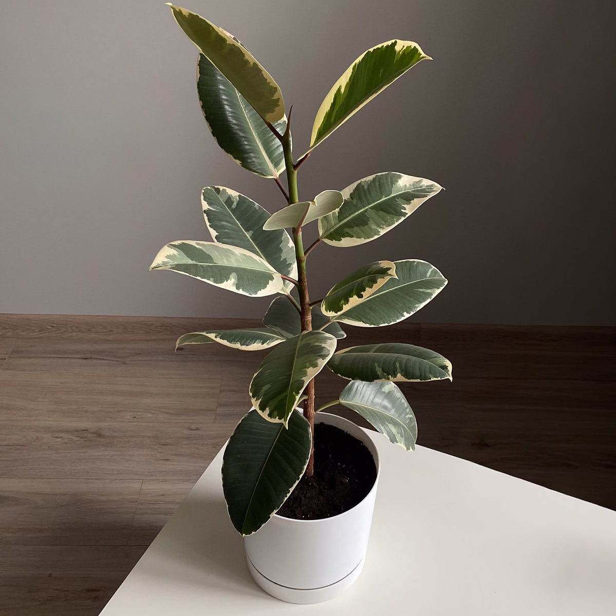 Tineke-Gummibaum - Ficus elastica Tineke - Bakker