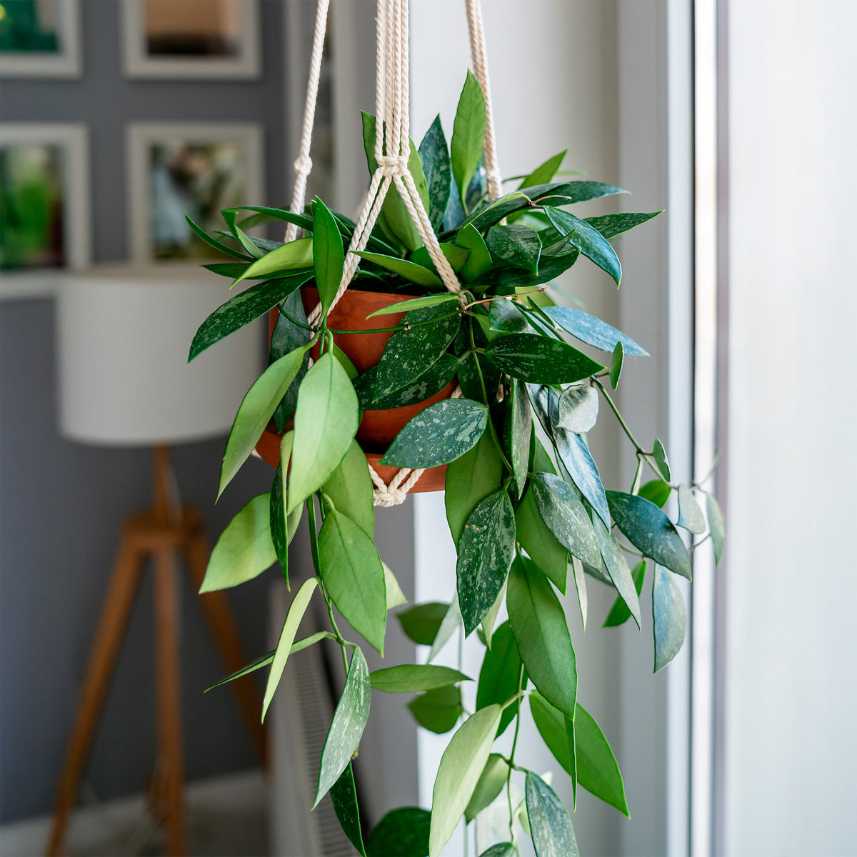 Hängende Zimmerpflanzen - Hoya ‘Gracilis’ - Hoya carnosa Gracilis