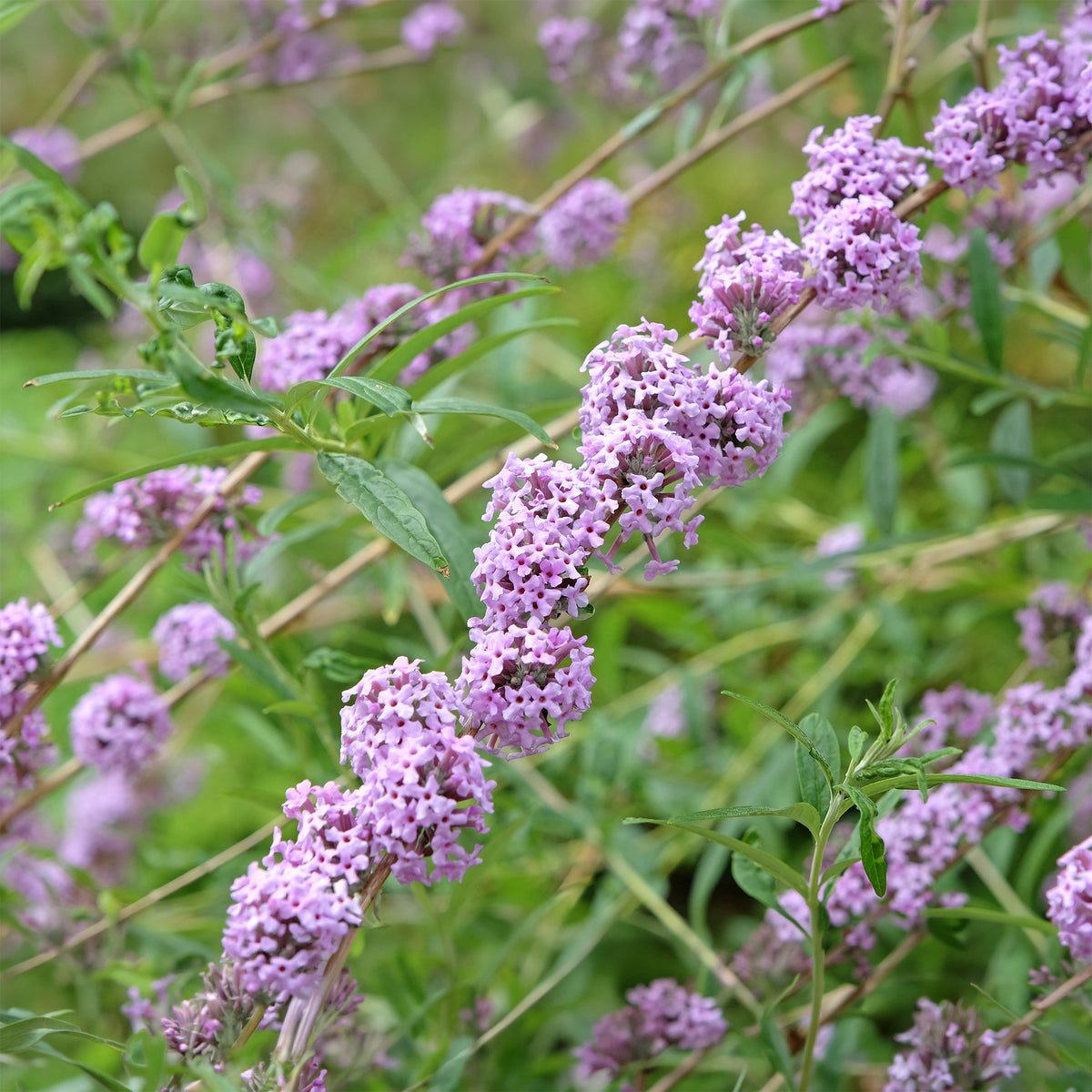 Wechselblättriger Sommerflieder