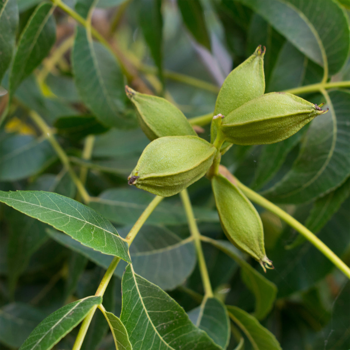 Pekannussbaum - Bakker