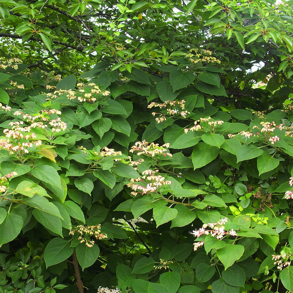 Losbaum (Clerodendrum) - Clerodendrum trichotomum - Bakker