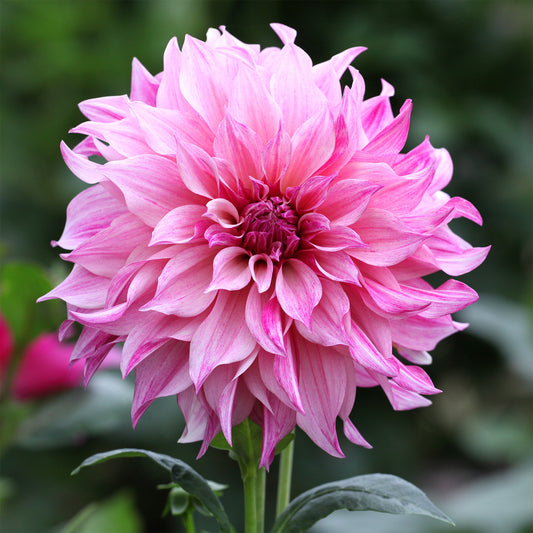 Dahlie ‘Cafe au Lait Rose’ - Bakker