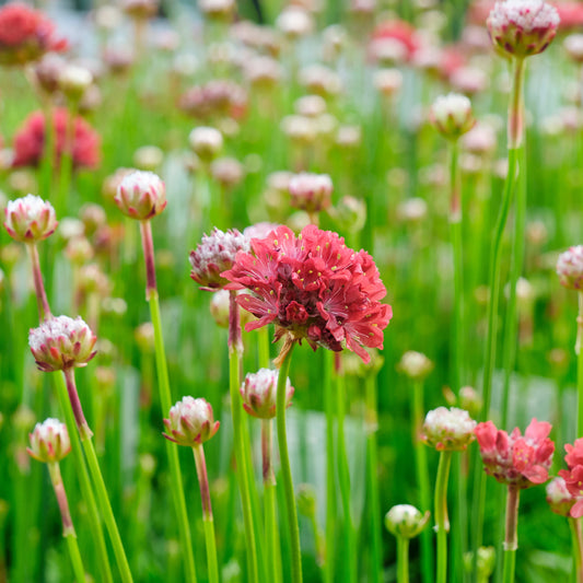 Grasnelke ‘Ballerina Red’ - Bakker