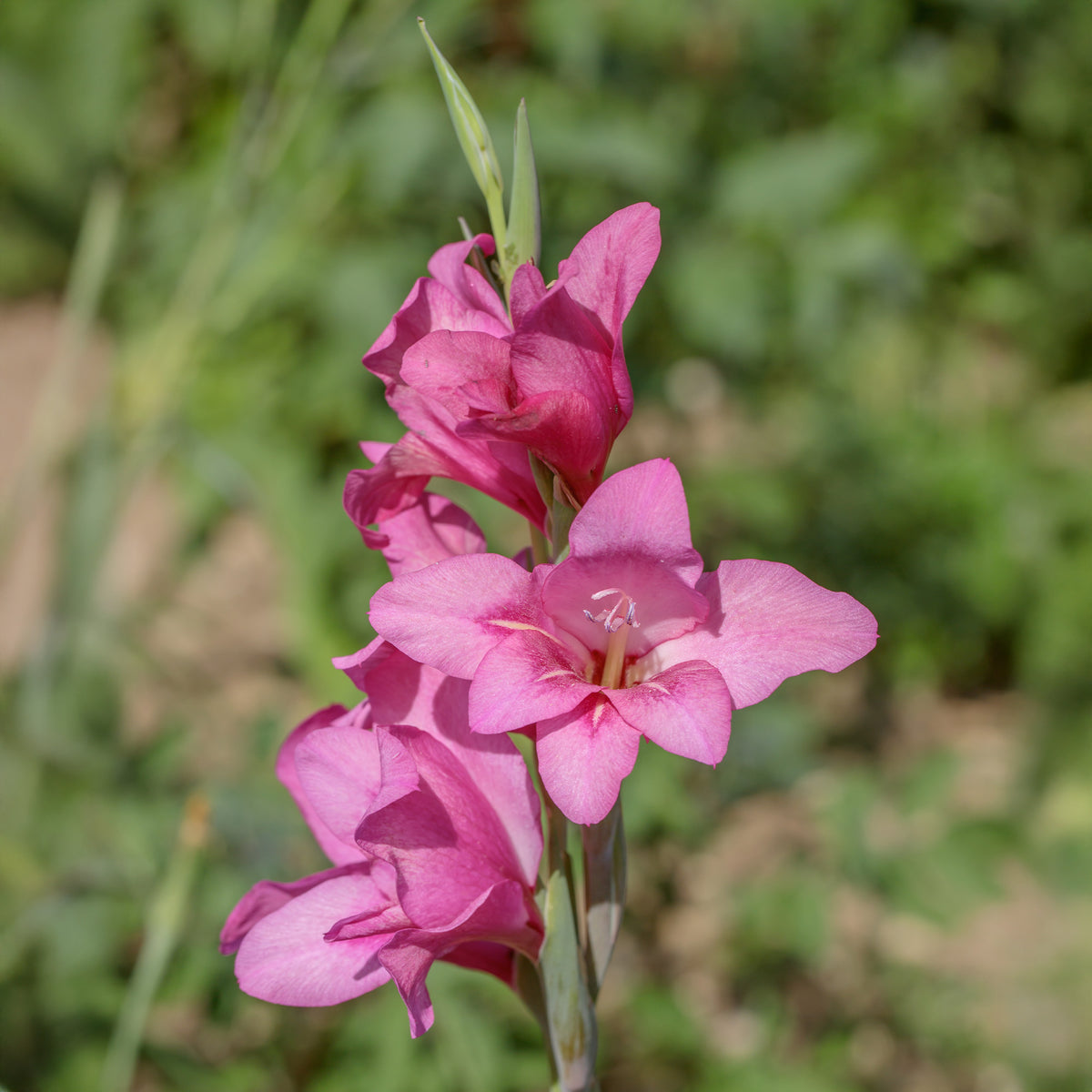 Gladiolus Dwarf Pink - 25 Zwerggladiolen rosa - Gladiole-Zwiebeln
