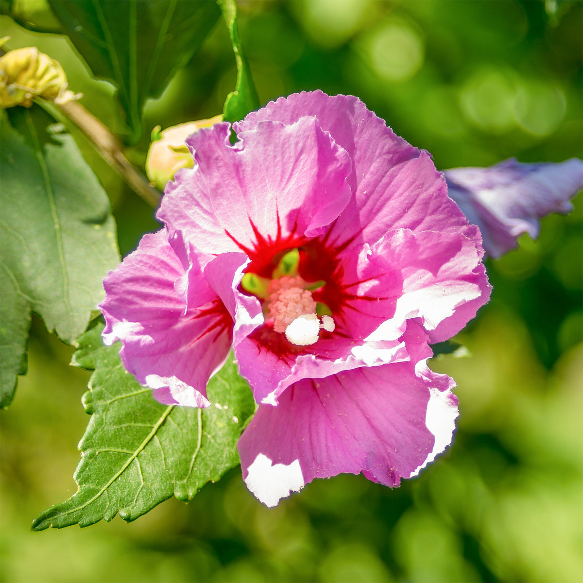 Hibiskus - Hibiskus Woodbridge - Hibiscus syriacus Woodbridge