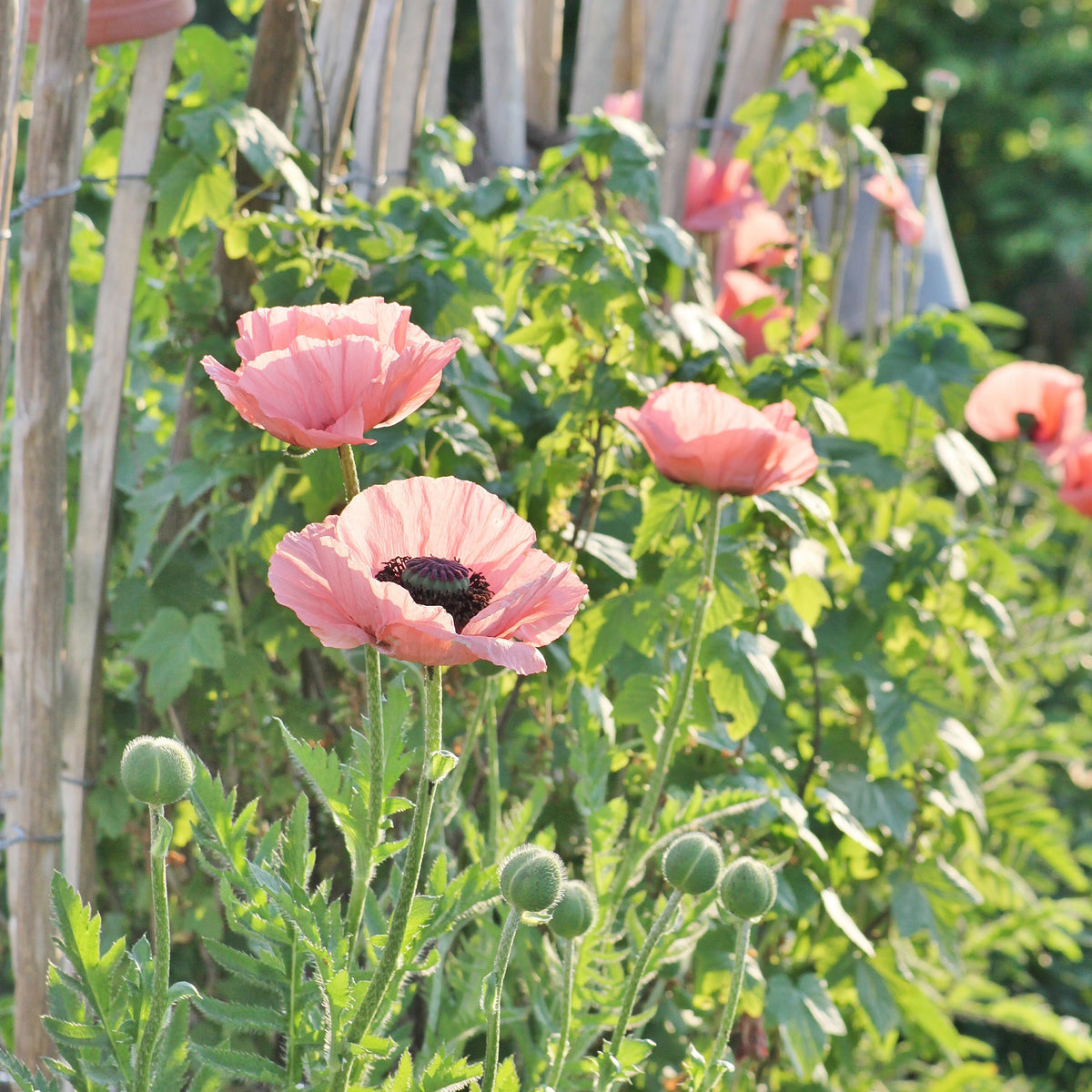 Orientalischer Mohn Princess Victoria Louise - Papaver orientale Princess Victoria Louise - Bakker