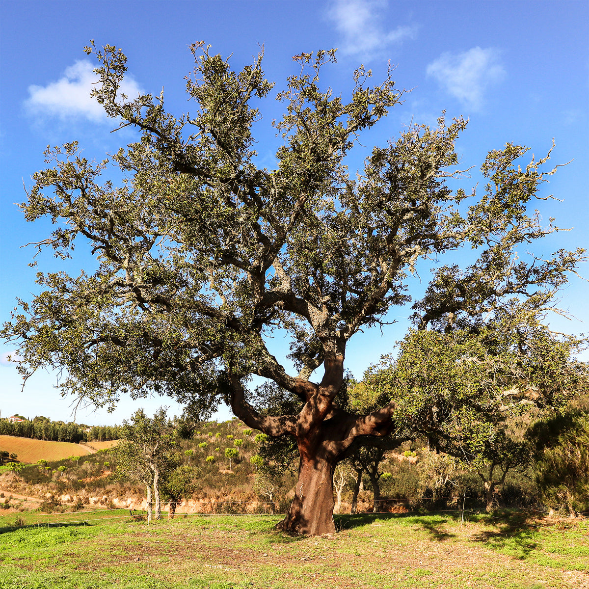 Quercus suber - Korkeiche - Eiche