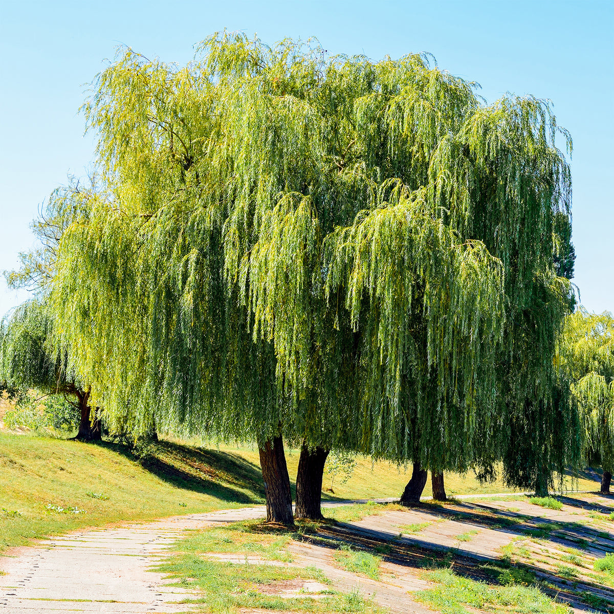 Weide - Trauerweide - Salix babylonica
