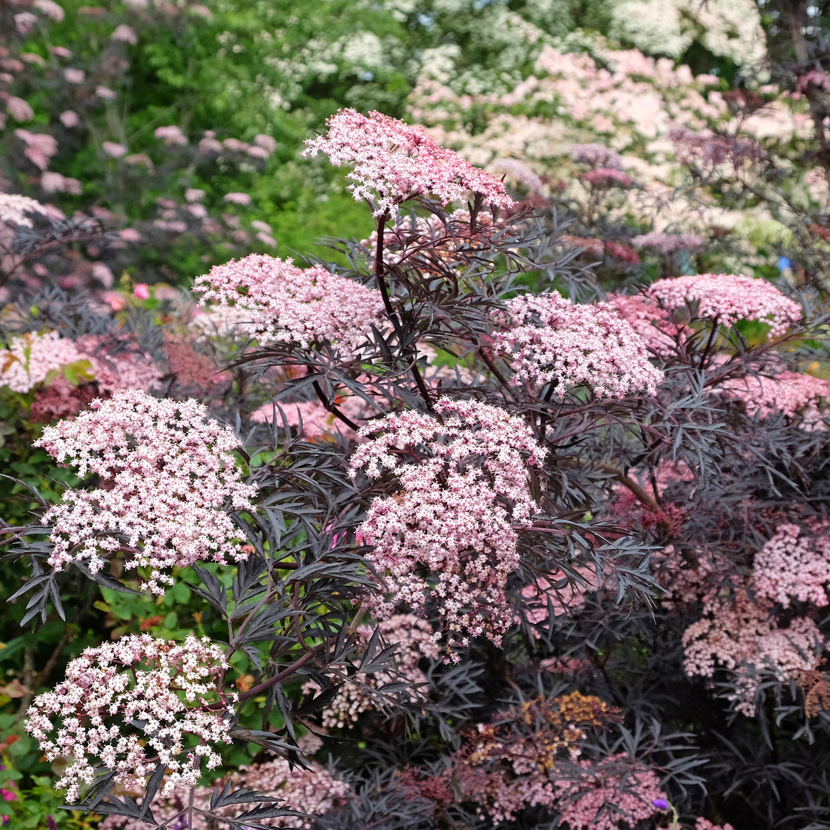 Schwarzer Holunder Black Lace® - Sambucus nigra Black Lace® - Bakker