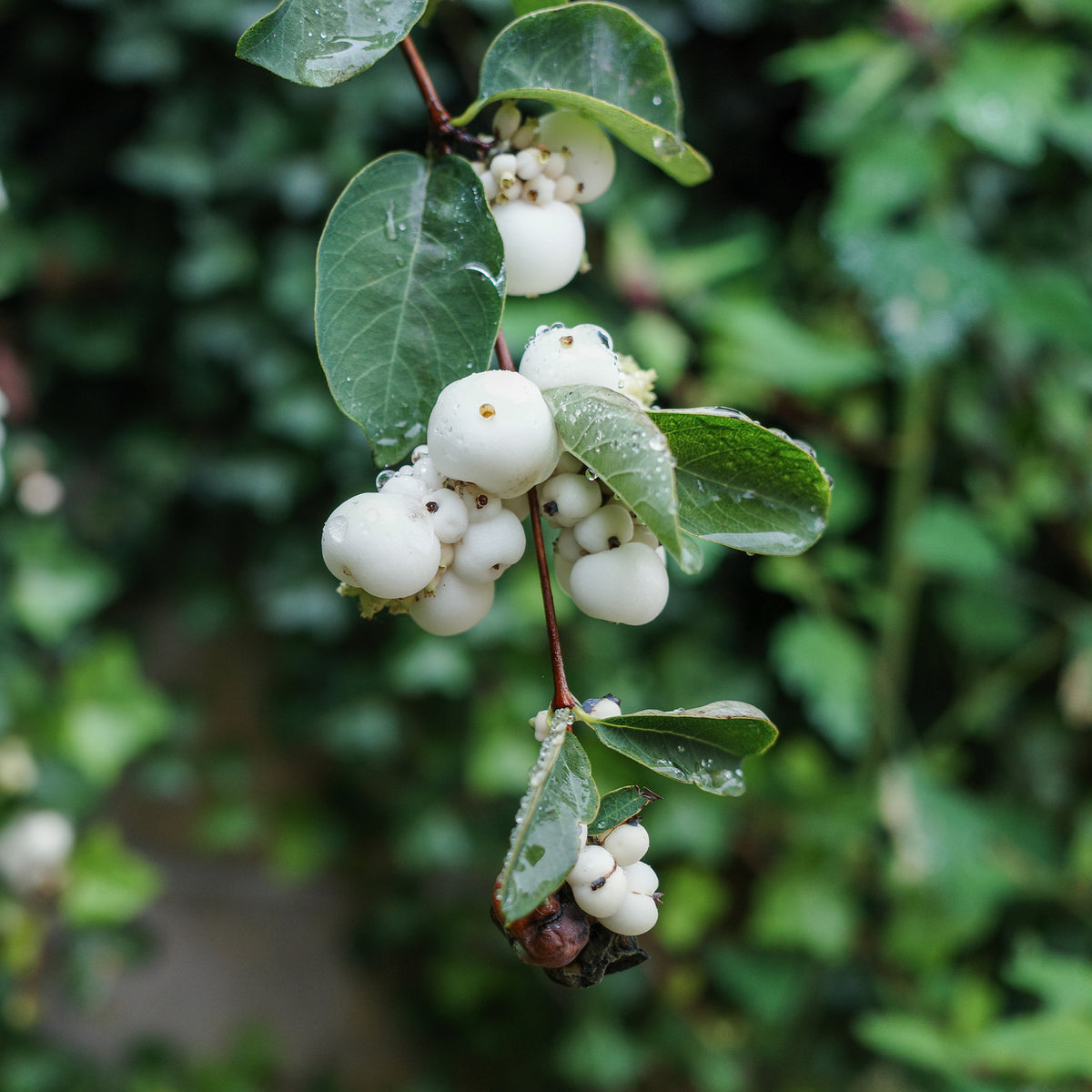 Symphoricarpos doorenbosii White Hedge - Schneebeere White Hedge - Symphoricarpos - Schneebeere