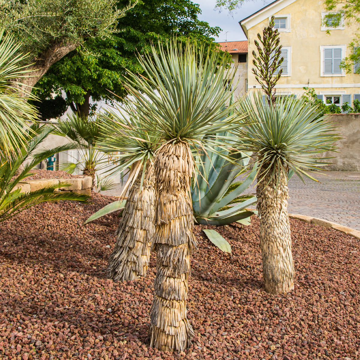 Yucca rostrata - Palmlilie ‘Yucca rostrata’ - Yucca - Palmlilie