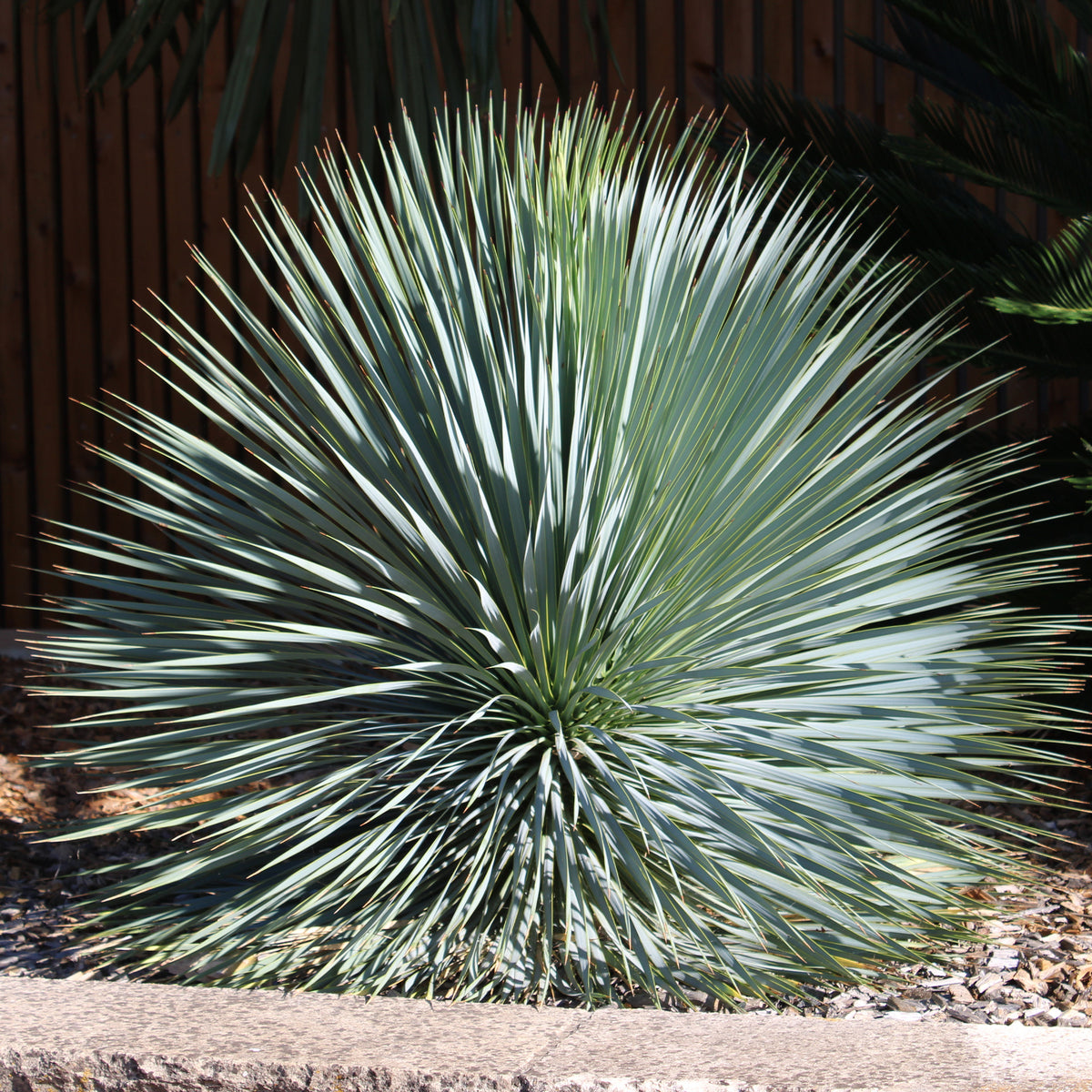Palmlilie ‘Yucca rostrata’ - Bakker