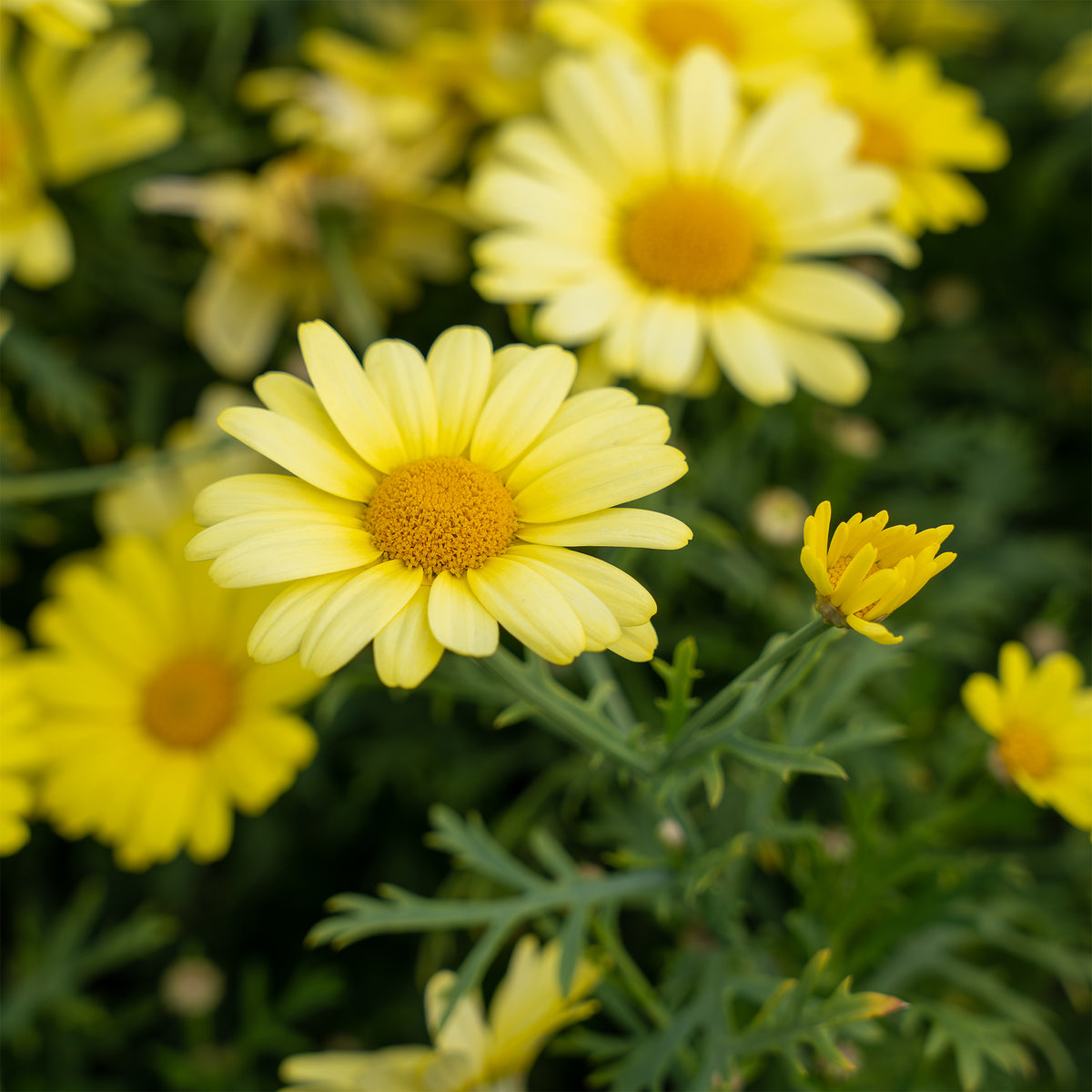 Strauchmargerite 'Grandaisy Gold'® - Argyranthemum Grandaisy ® Gold - Bakker