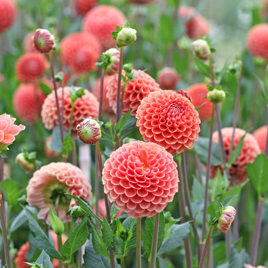 Ball-Dahlie ‘Cornel Bronze’ - Bakker