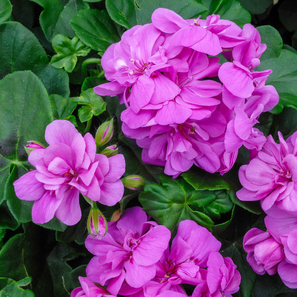 Efeu-Geranie gefüllt Lila - Pelargonium peltatum lilac - Bakker