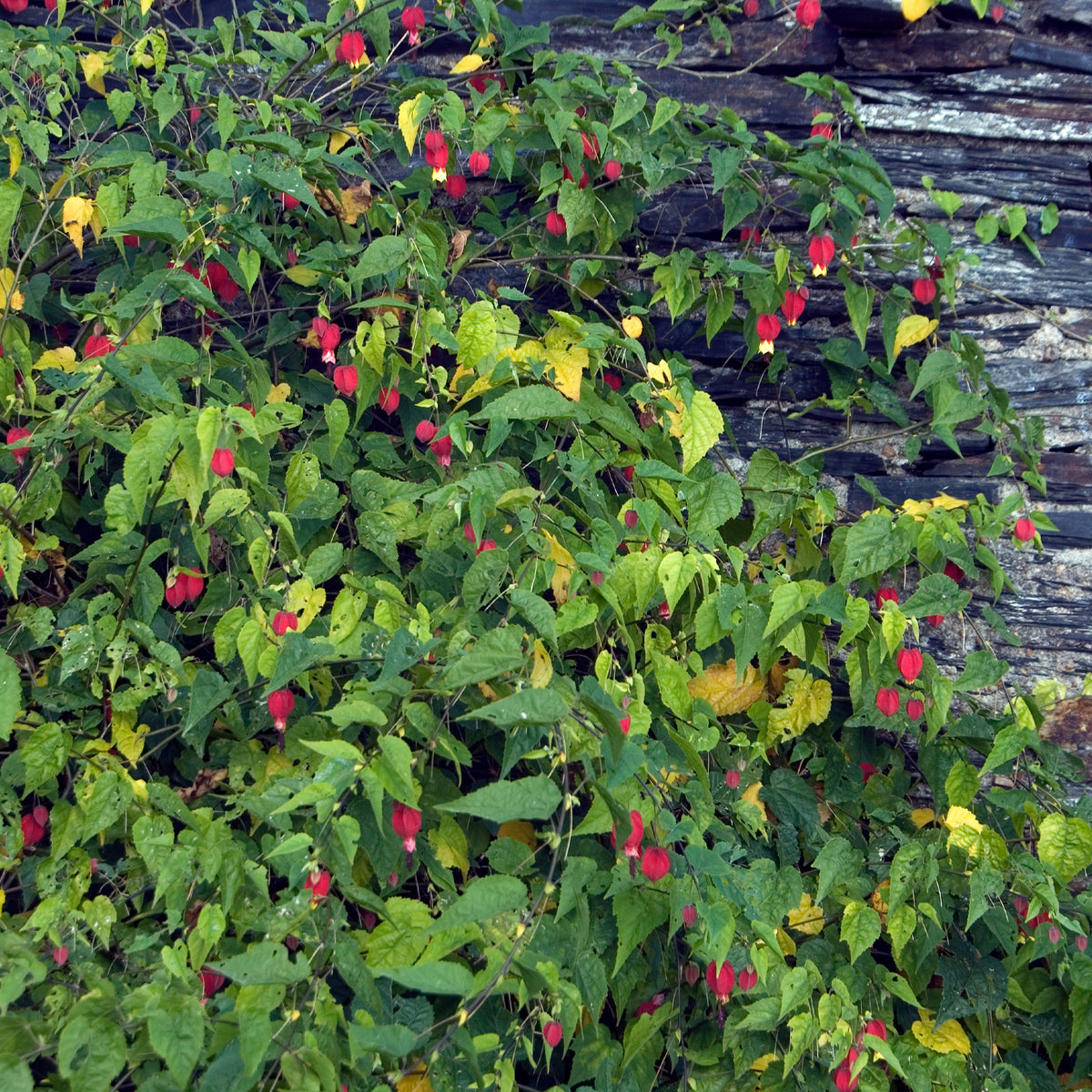 Schönmalve (Chinesische Laterne) - Abutilon megapotamicum - Bakker