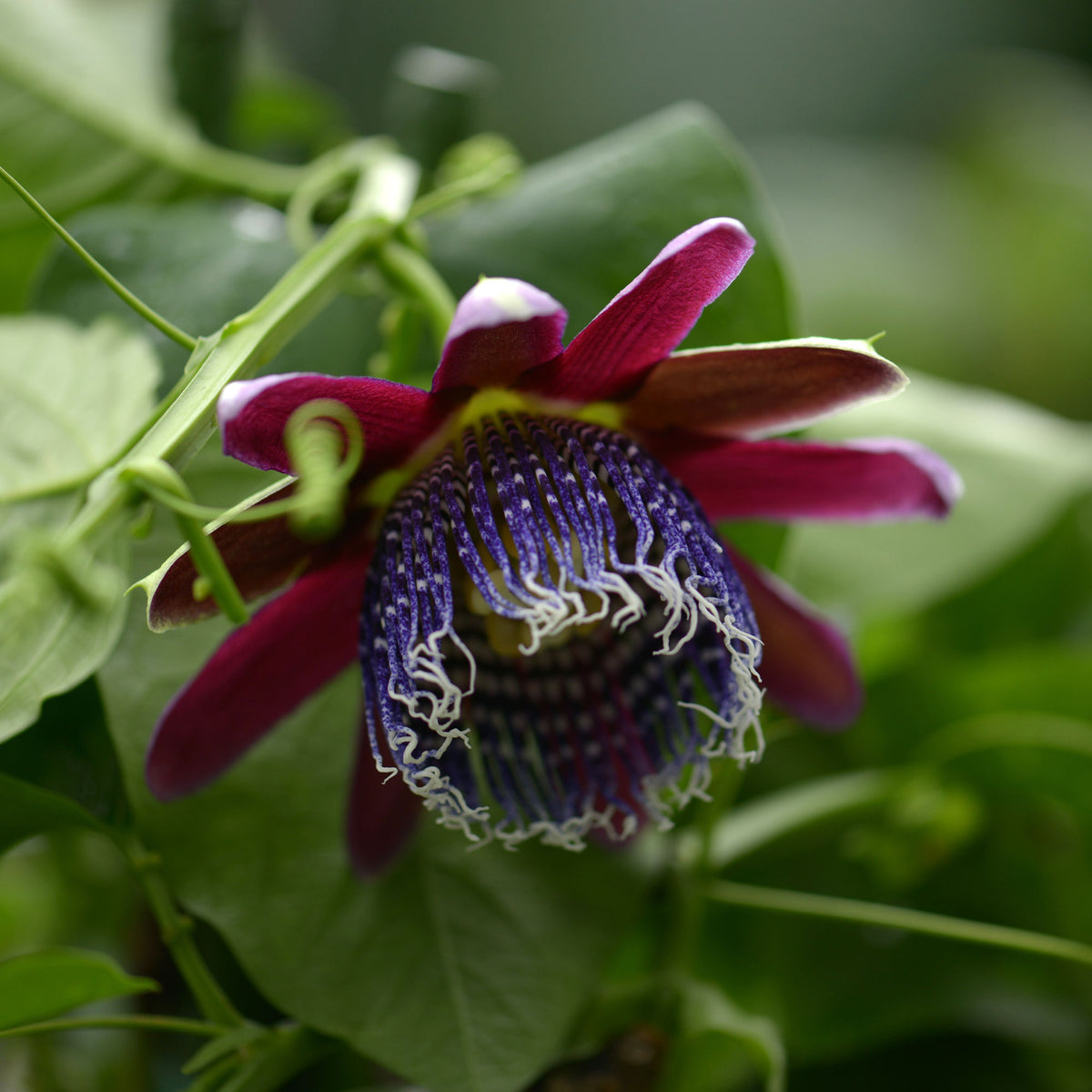 Riesen-Passionsblume - Passionsblume - Bakker