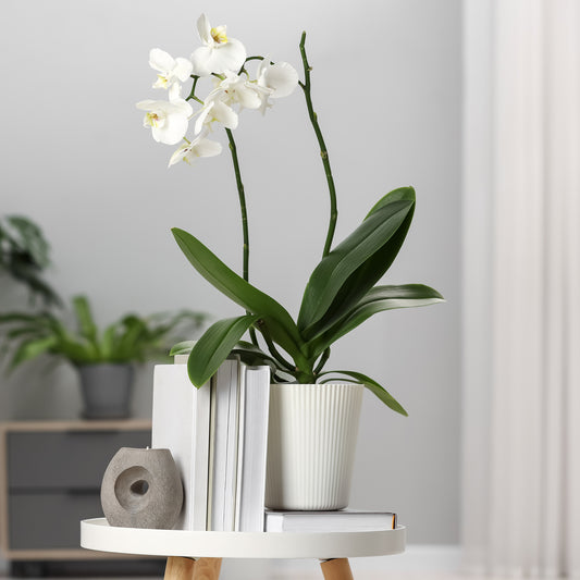 Weiße Phalaenopsis - Bakker