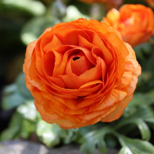 Asiatische Ranunkeln Orange (x10) - Bakker