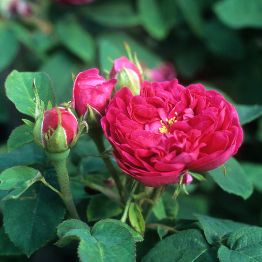 Historische Rose 'Rose de Rescht' - Bakker