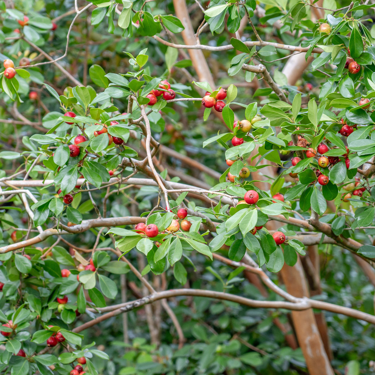Psidium cattleianum - Chinesischer Guavenbaum - Exotische Obstbäume