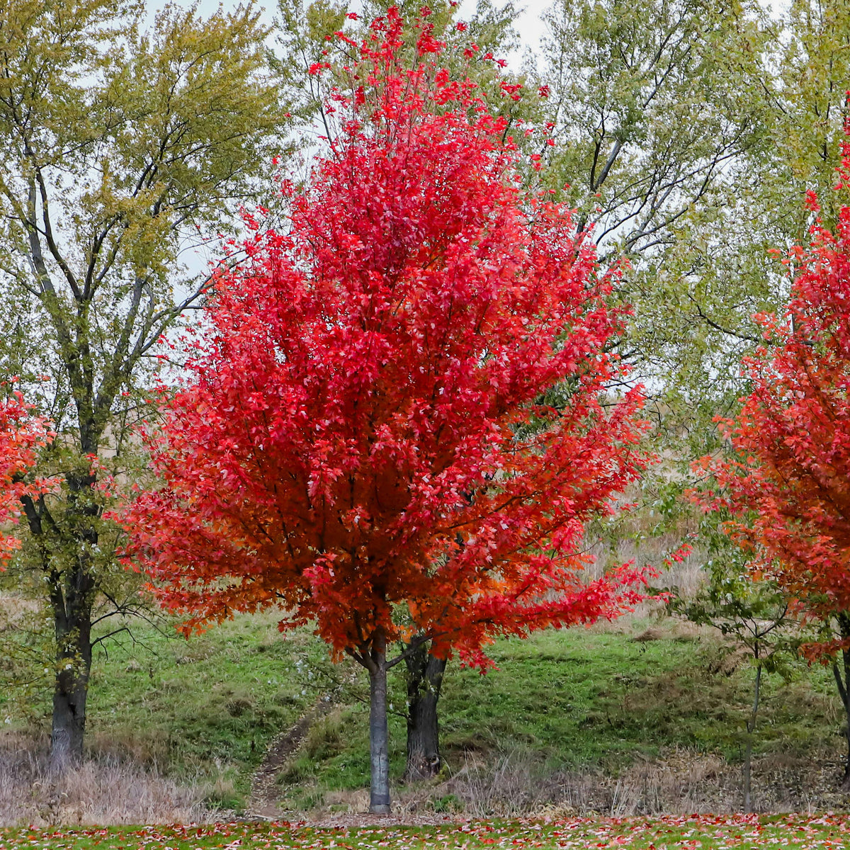 Freeman-Ahorn 'Autumn Blaze' - Acer freemanii Autumn Blaze - Bakker