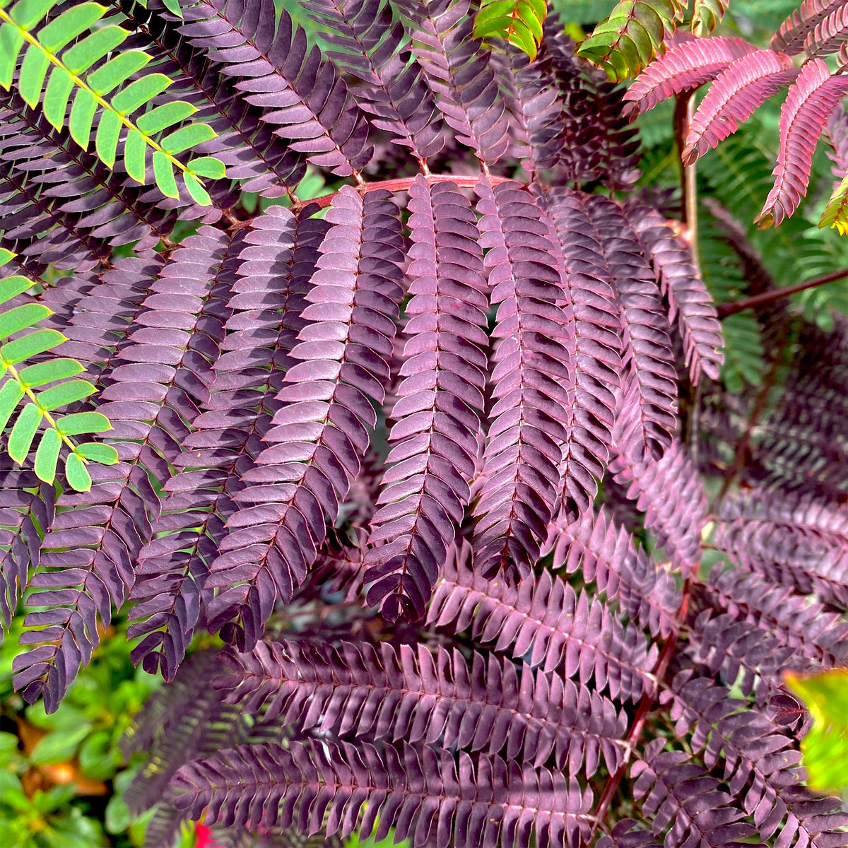 Seidenbaum Summer Chocolate®. - Bakker