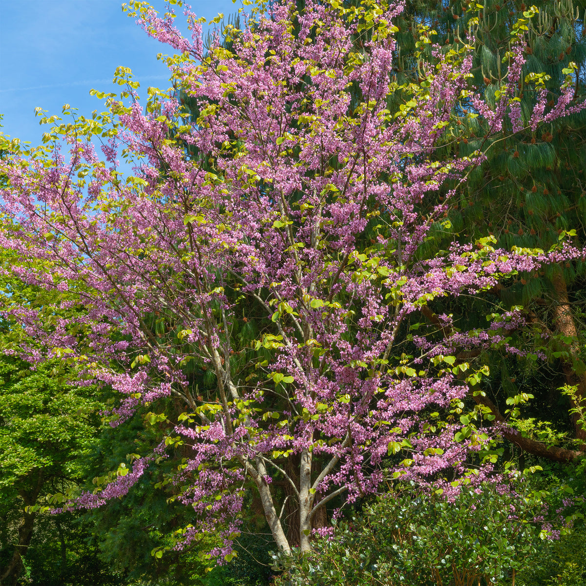Kanadischer Judasbaum - Cercis canadensis - Bakker