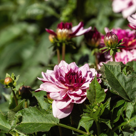 Dahlie ‘Crème de Cassis’ - Bakker