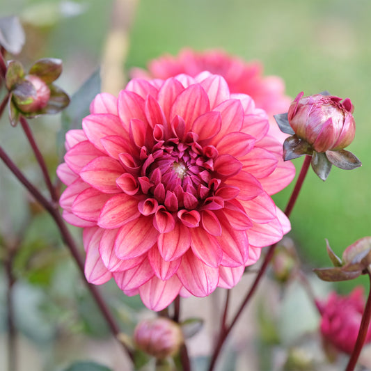 Dahlie ‘Night Silence’ - Bakker