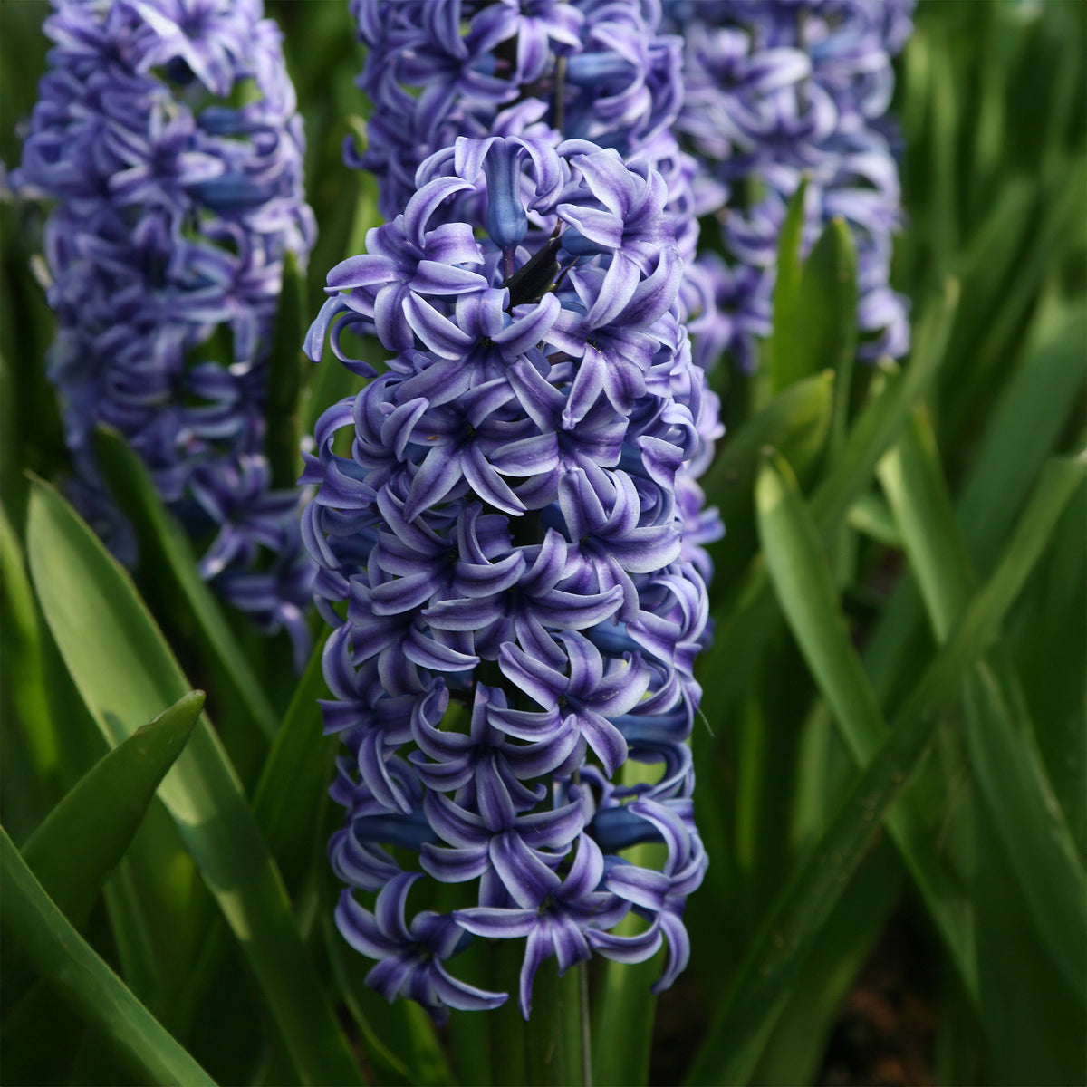 Hyacinthus orientalis Blue Jacket - Hyazinthe Blue Jacket - Hyazinthen-Zwiebeln