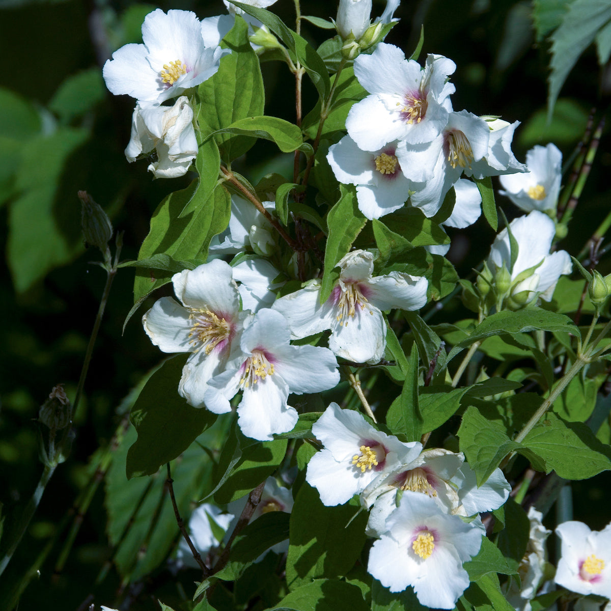 Gartenjasmin 'Belle Etoile' - Bakker