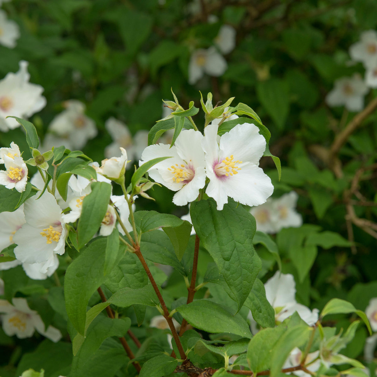 Gartenjasmin 'Belle Etoile' - Philadelphus Belle Etoile - Bakker