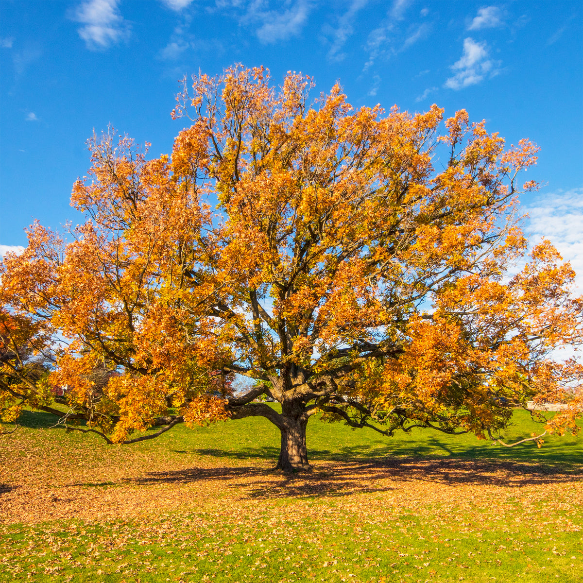 Eiche - Traubeneiche - Quercus petraea