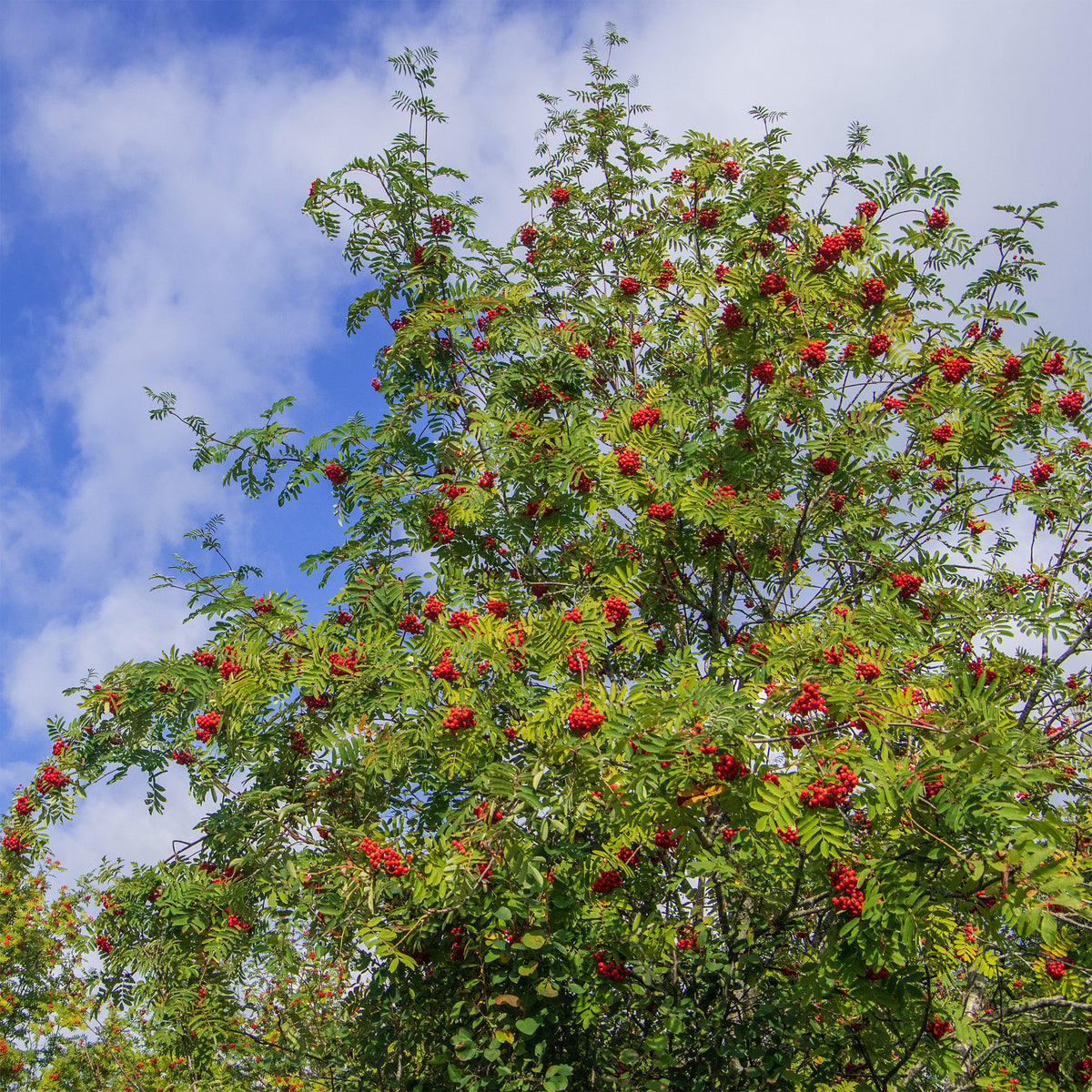 Gewöhnliche Eberesche - Sorbus aucuparia - Bakker