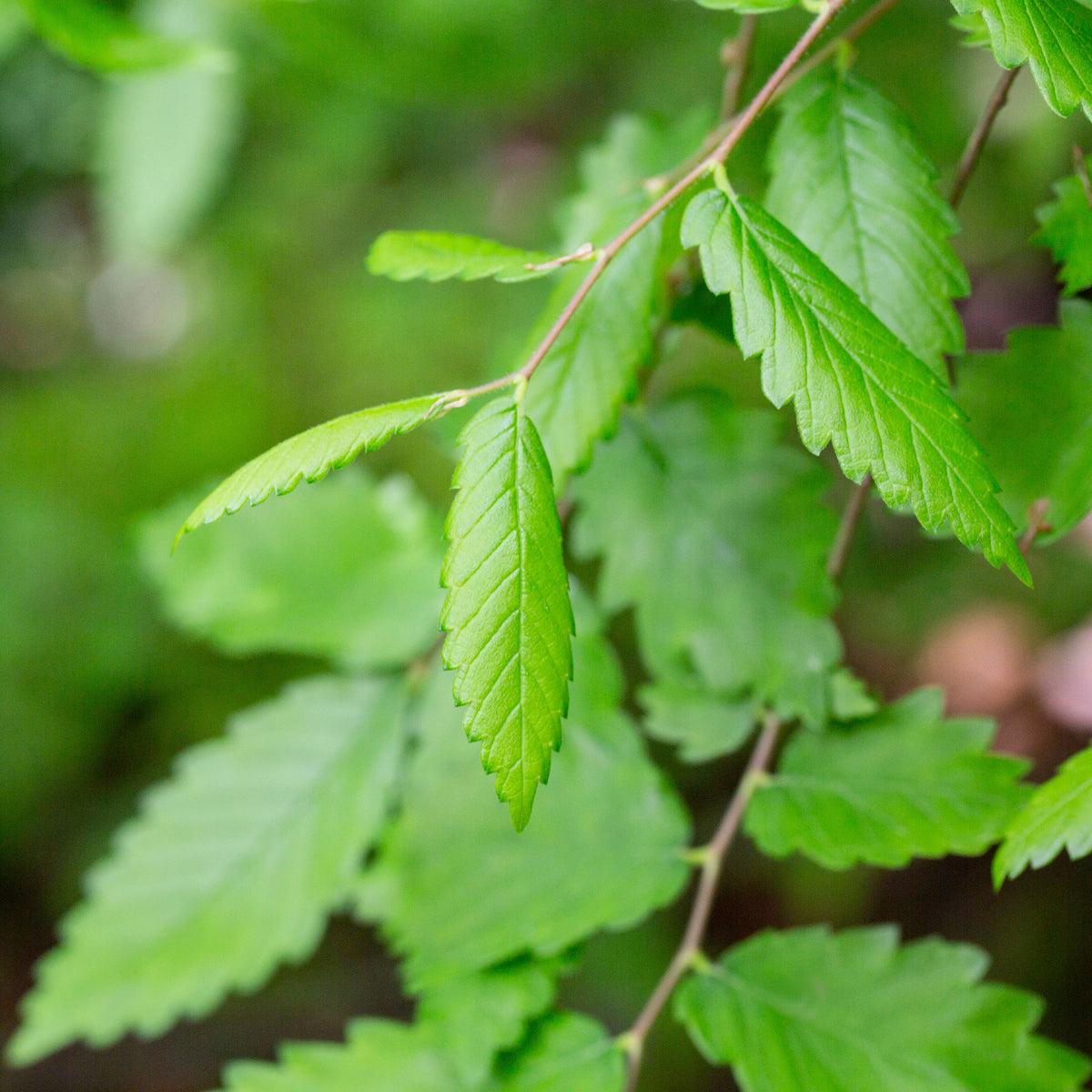 Japanische Zelkove - Zelkova serrata - Bakker