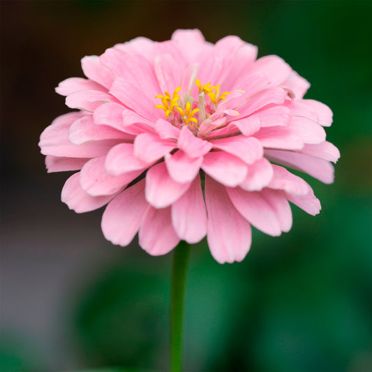 rosa Zinnie - Bakker