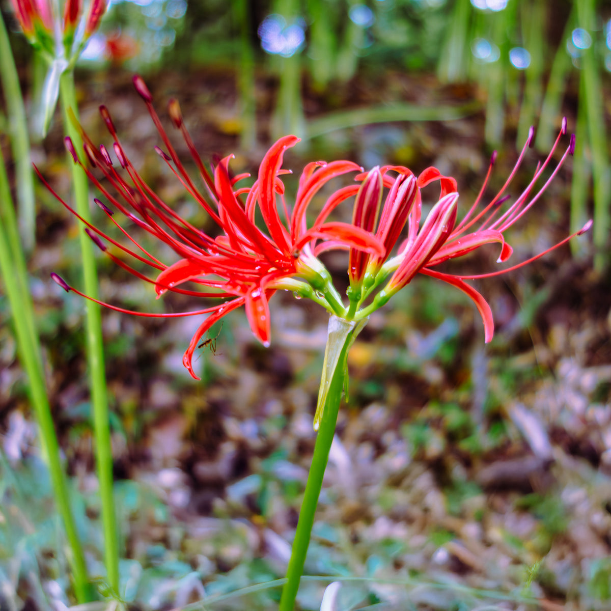 Rote Spinnenlilie - Lycoris radiata - Bakker