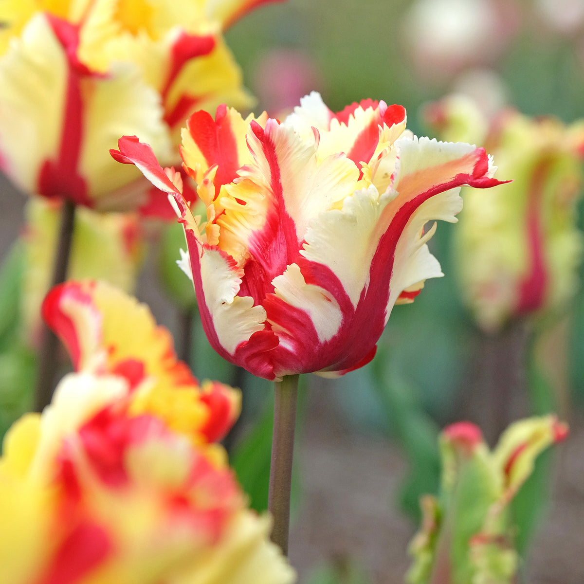 Tulpen-Zwiebeln - Papageien-Tulpe Flaming Parrot - Tulipa Flaming Parrot